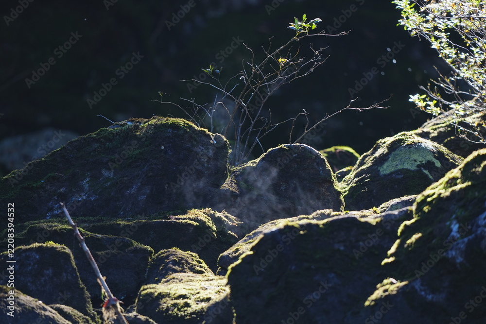 Naklejka premium Mossy boulders backlit
