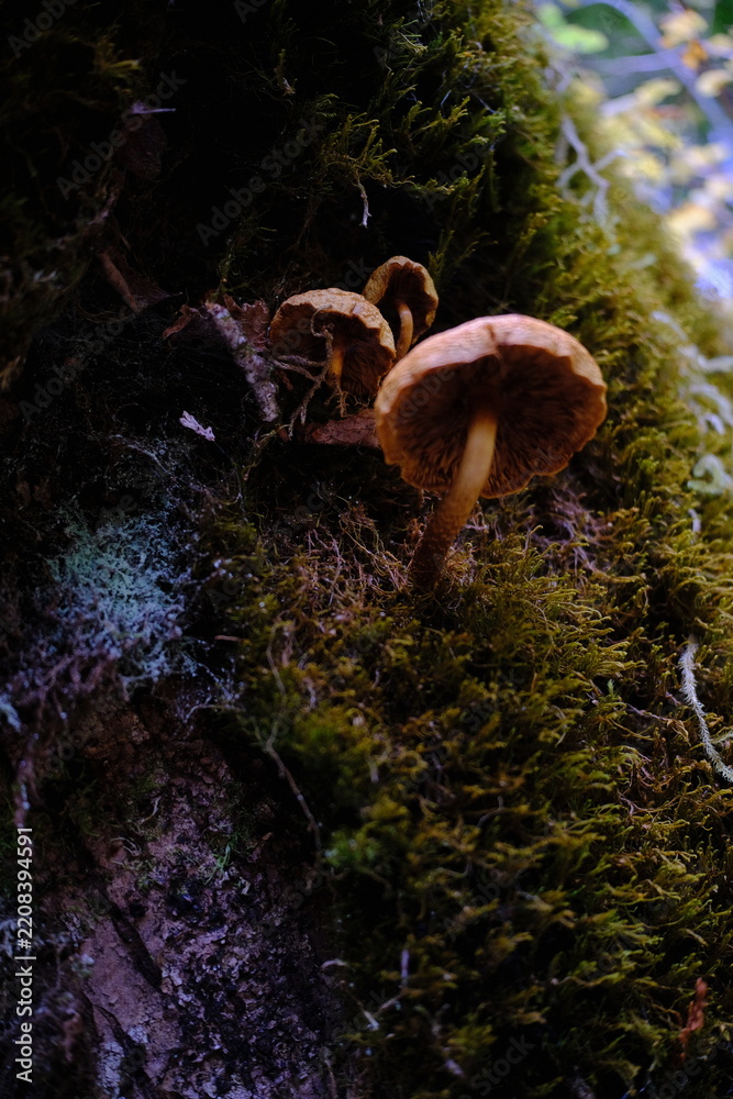 Obraz premium Mushroom on moss
