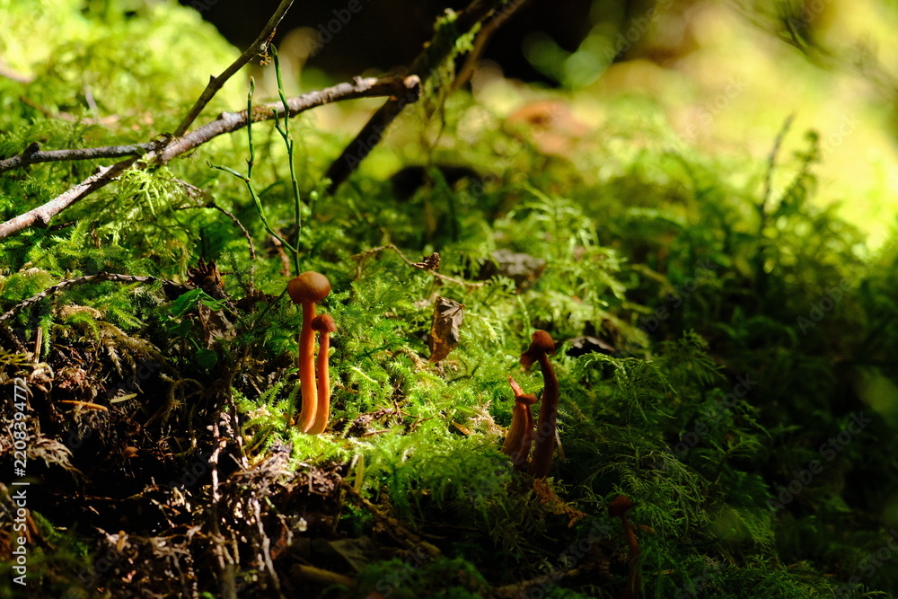 Obraz premium Mossy mushroom in the forest