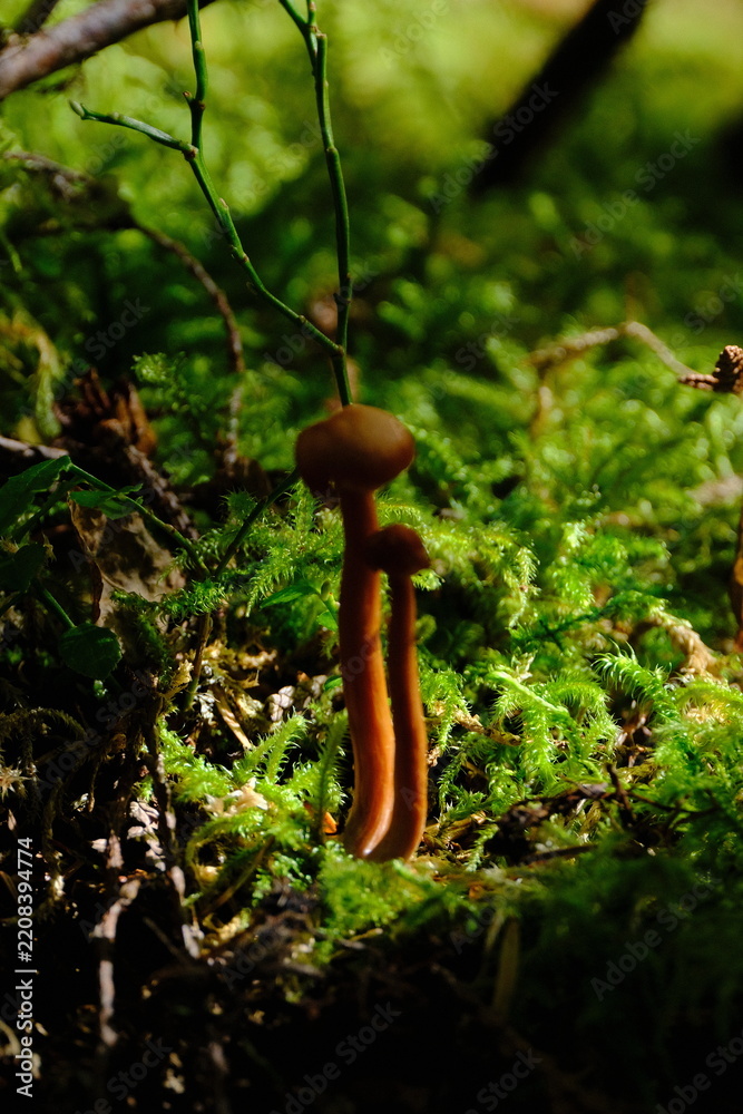 Obraz premium Mushroom in mossy forest