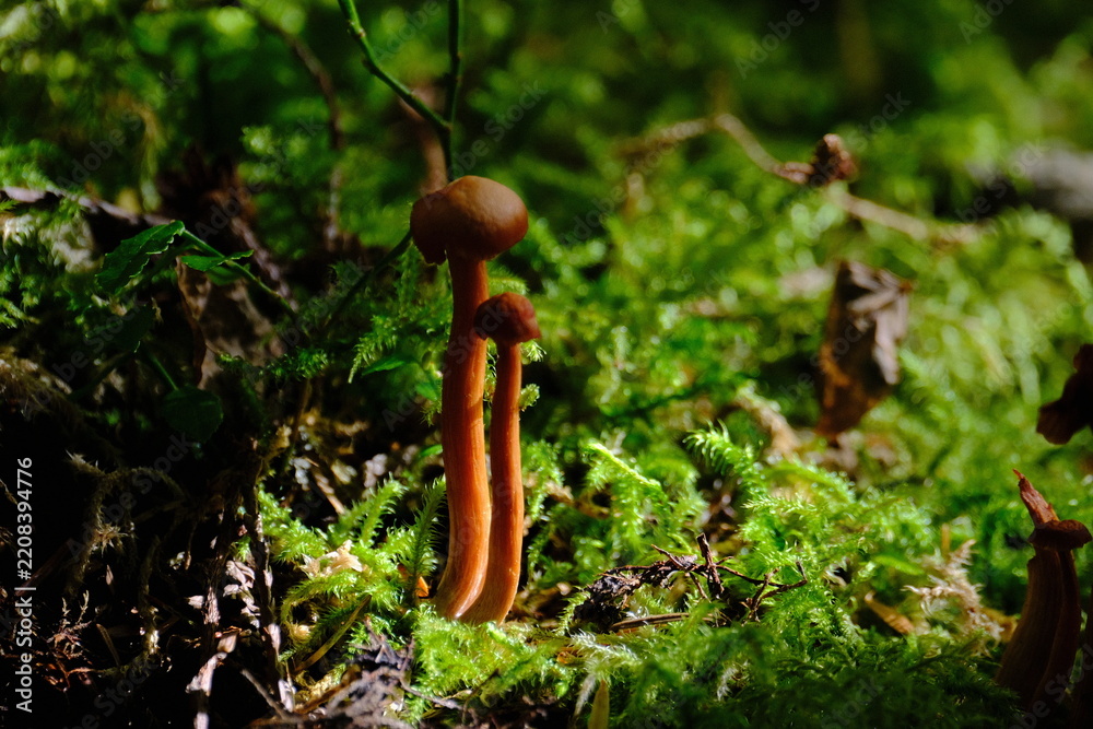 Obraz premium Mushroom growing in moss