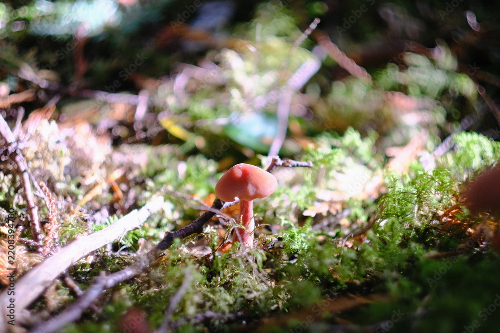 Obraz premium Mushroom with moss