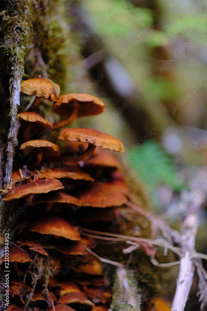 Obraz premium Mushrooms growing in a cluster