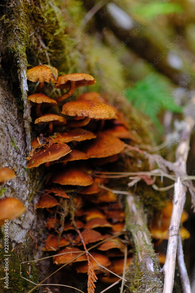 Obraz premium Cluster of mushrooms in the forest