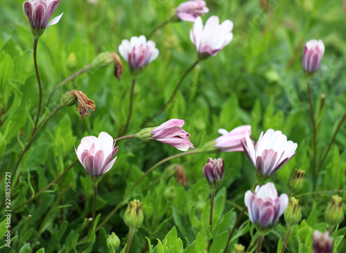 Osteospermum (African daisy) is blooming in the garden—a plant that attracts attention with its long-lasting blooms.