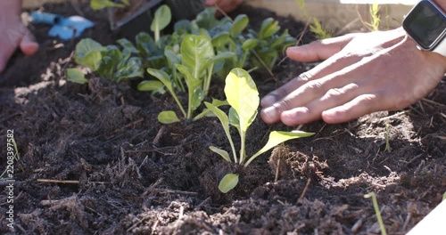 Hands appearing from right are planting seedling into raised bed, aerating soil to secure roots