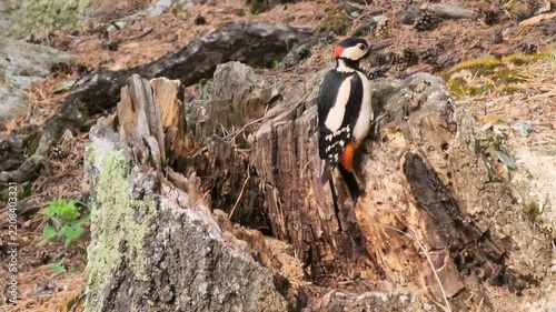 Woodpecker pecking at tree bark searching for insects in a bright natural environment.
