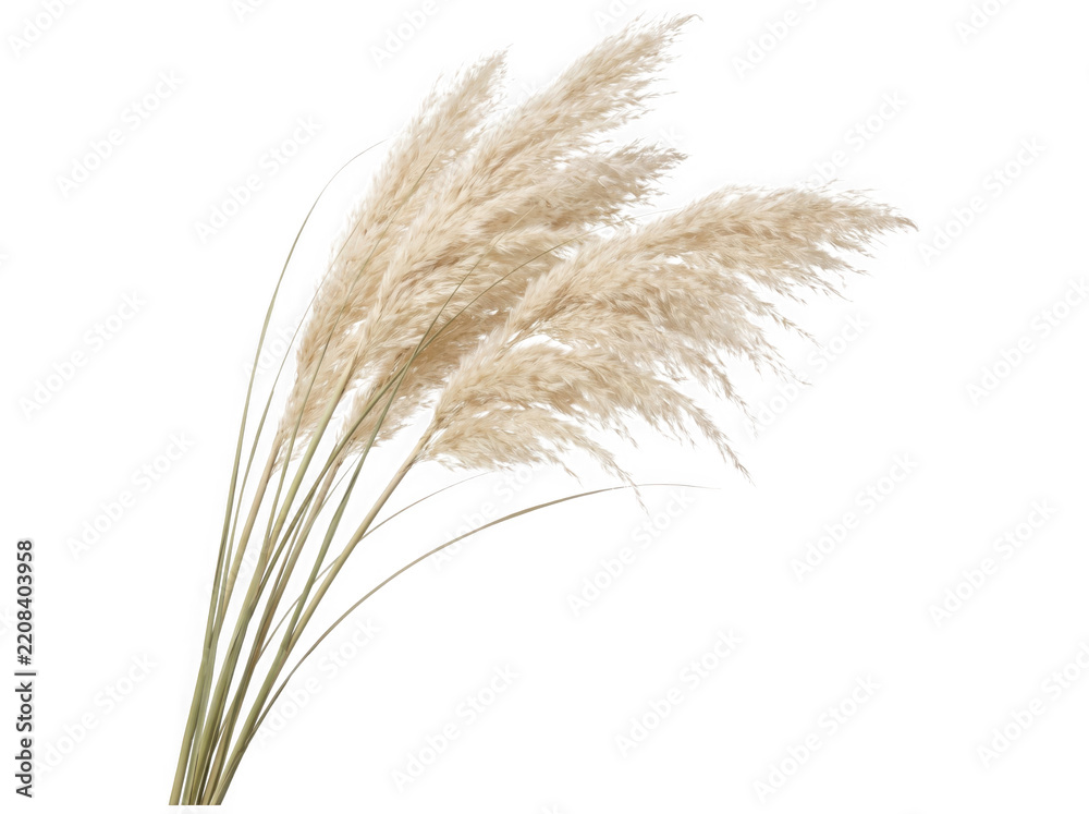 Fototapeta premium Decorative dried pampas grass stems as clean cutout