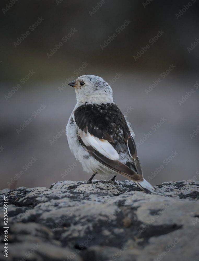 Fototapeta premium black headed gull
