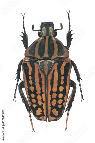 Colorful patterned tropical beetle specimen isolated on transparent background