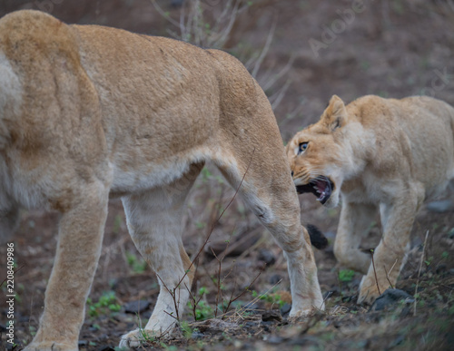 Afrikanischer Löwe in der Savanne Afrikas. Eindrucksvolles Tier eines majestätischen Löwen oder einer Löwin in natürlicher Umgebung