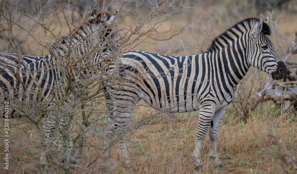 Obraz premium Steppenzebra in der afrikanischen Savanne. Eindrucksvolles Wildlife-Motiv mit markanter schwarz-weißer Streifenzeichnung