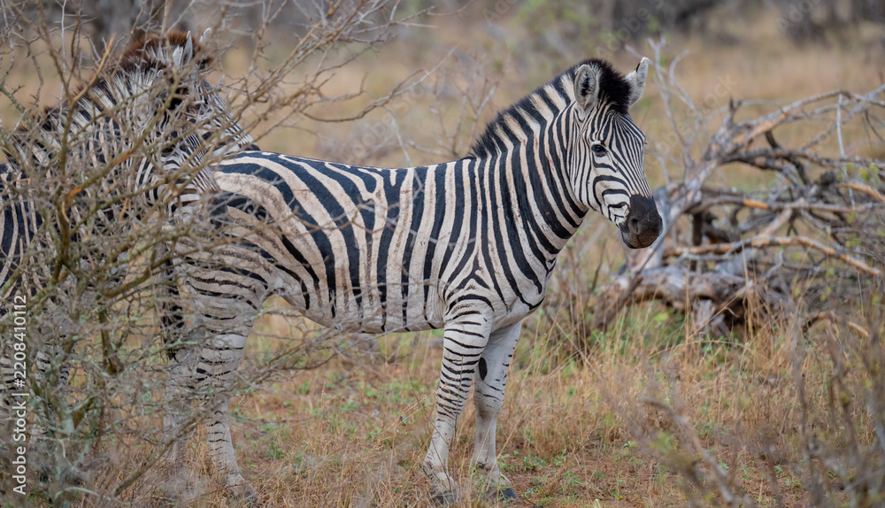Obraz premium plains zebra in the African savannah. A striking wildlife scene featuring distinctive black-and-white stripes