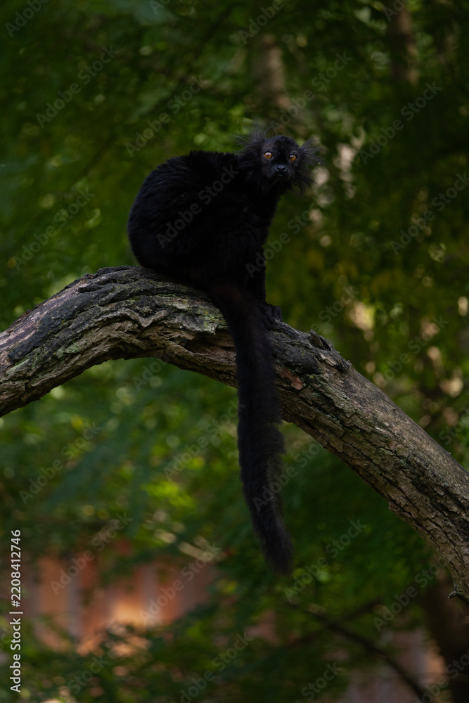 Obraz premium A black lemur sitting on a branch