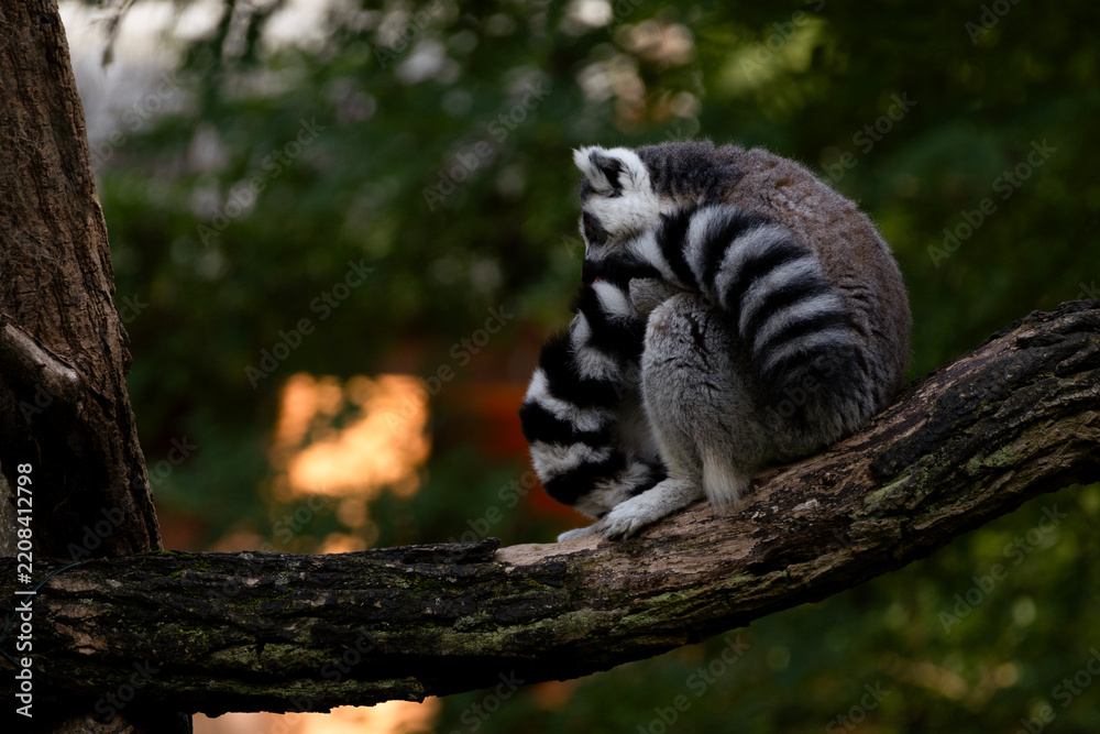Fototapeta premium A ring tailed lemur grooming its tail