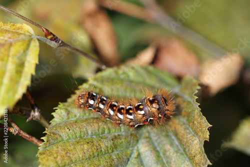 sorrel-bark moth caterpillar