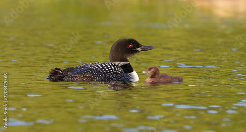 Fotografie Loons on the Water