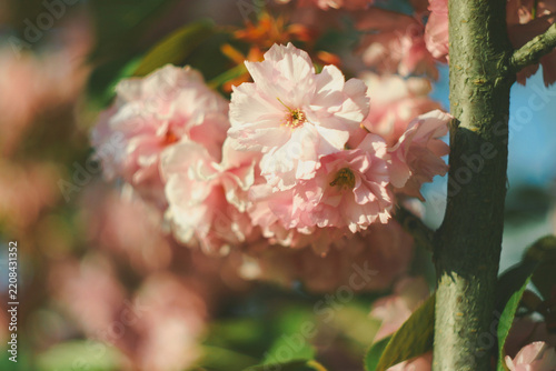 Dense cluster of pink rosaceae petals opening in springtime