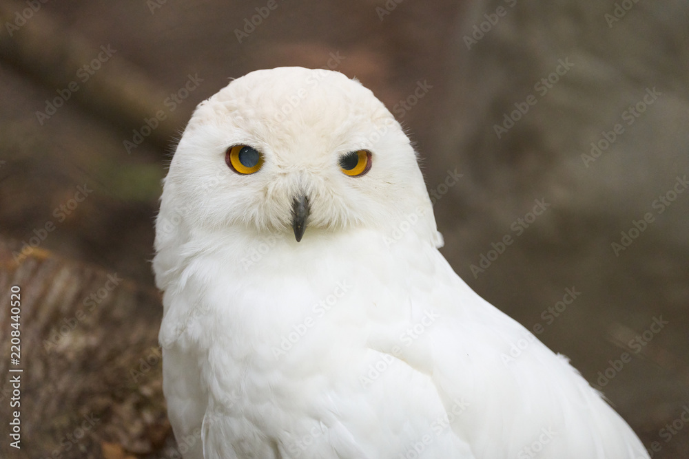 Obraz premium Majestic snowy owl featuring striking bright yellow eyes and pristine white plumage outdoors