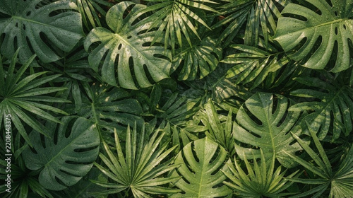 Dense Green Tropical Leaves Pattern Background with Sunlight