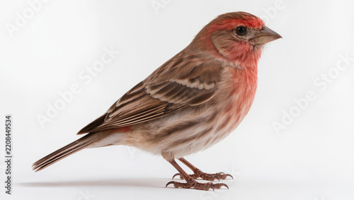 Male Red Finch House Finch Isolated on Seamless White Background
