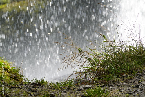 Gras hinter einem Wasserfall wachsend - grass growing behind a waterfall
