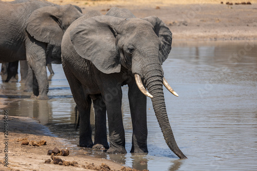 Drinking elephant