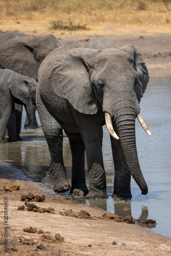 Drinking elephant