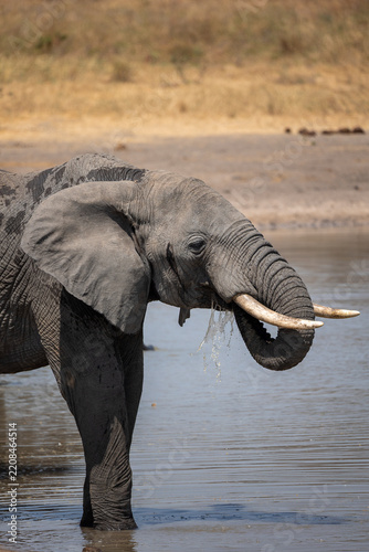 Drinking elephant