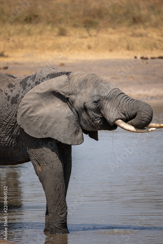 Drinking elephant