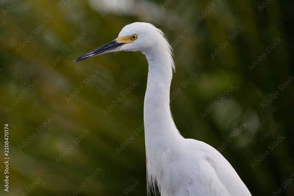 Obraz premium Snowy Egret Head and Neck Portrait With Yellow Lores Against Green Bokeh