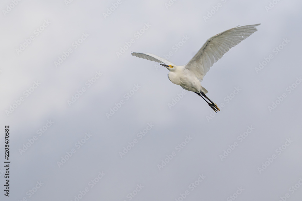 Fototapeta premium Snowy Egret Flying With Wings Raised and Golden Feet Against Cloudy Sky