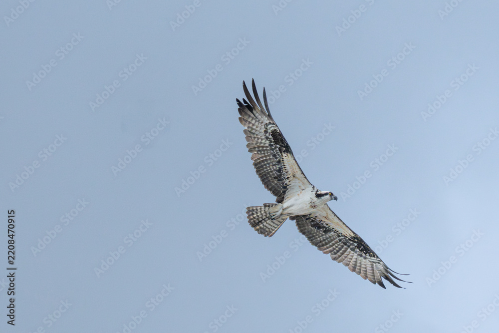 Obraz premium Osprey Soaring With Barred Underwings and Fanned Tail Against Pale Blue Sky