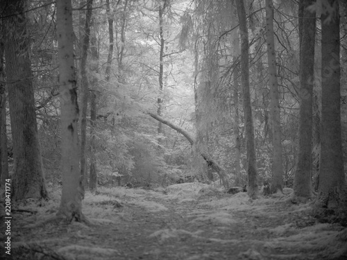 Infrared view of a forest with tree branches in a natural landscape