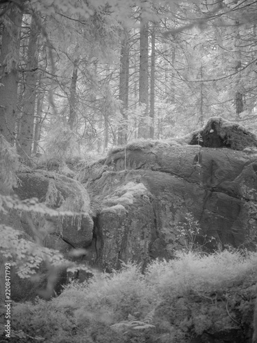 Trees and rocks in a forest with an infrared filter effect during daylight hours