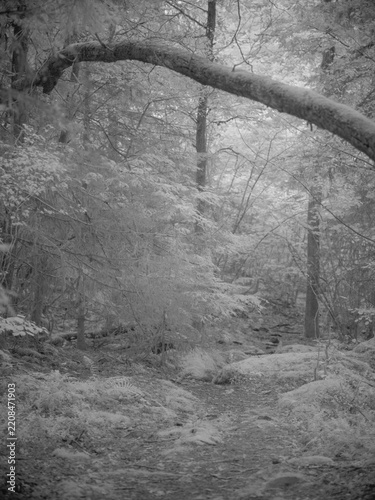 Nature scene captured with infrared filter showing trees and a path in the forest during daylight hours