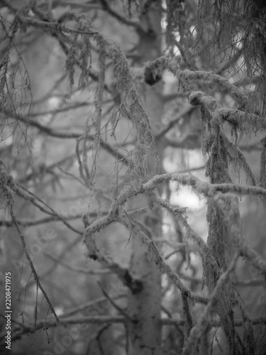 Nature captured with infrared filter showing trees and branches covered in moss