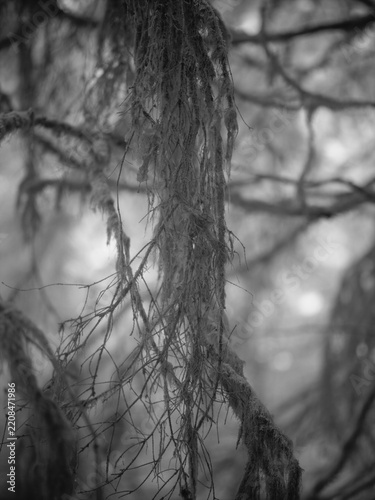 Infrared photography captures details of moss-covered branches in a forest setting