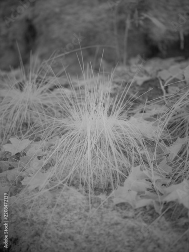 Infrared photography of grass and leaves in a natural setting