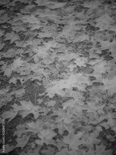 Nature scene with fallen leaves captured using infrared photography technology