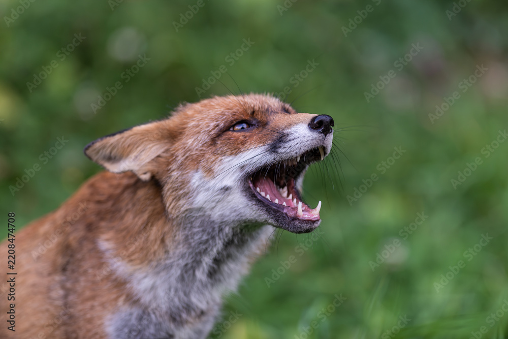 Obraz premium Aggressive fox portrait illustrating wildlife danger, rabies risk, animal disease prevention, vaccination awareness and the need for caution around wild animals.