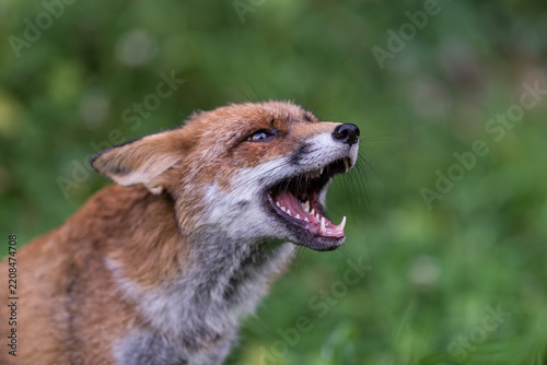 Aggressive fox portrait illustrating wildlife danger, rabies risk, animal disease prevention, vaccination awareness and the need for caution around wild animals.