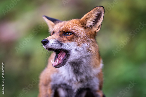 Aggressive fox portrait illustrating wildlife danger, rabies risk, animal disease prevention, vaccination awareness and the need for caution around wild animals.