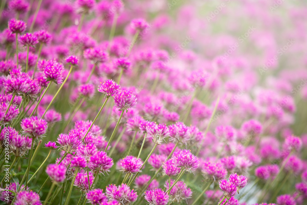 Obraz premium Pink gomphrena flowers field soft sunlight flare background
