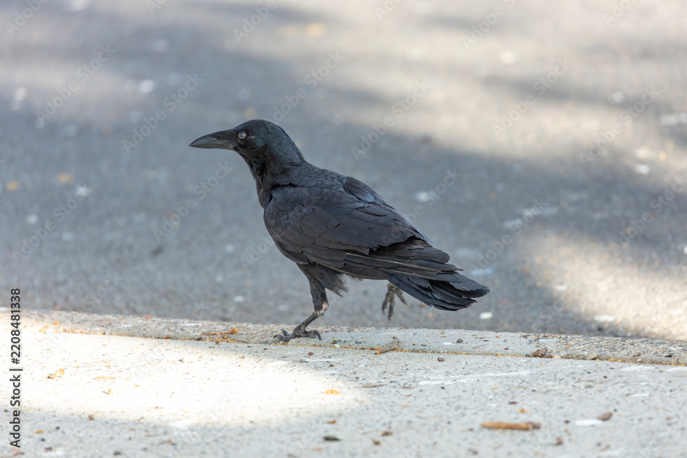 Obraz premium Photograph of an Australian Raven black bird walking on a concrete footpath in a carpark on a sunny day in the Western Sydney town of Penrith in New South Wales, Australia