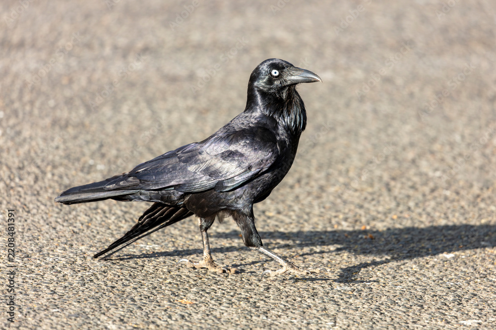Obraz premium Photograph of an Australian Raven black bird walking on a concrete footpath in a carpark on a sunny day in the Western Sydney town of Penrith in New South Wales, Australia