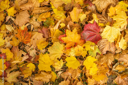 A ground covered with a variety of autumn leaves in shades of yellow, orange, and red. The scene includes ample copy space for text or design elements.