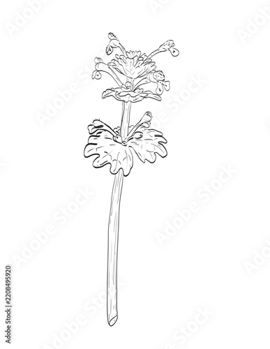 Drawing sketch style illustration of Henbit deadnettle or Lamium amplexicaule, an annual weed in the mint family and wild edible plant on isolated background done in black and white line art.
