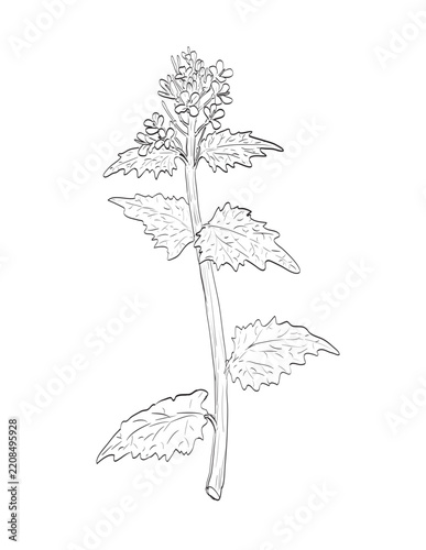 Drawing sketch style illustration of Garlic mustard or Alliaria petiolata in the mustard family Brassicaceae and wild edible plant on isolated background done in black and white line art.