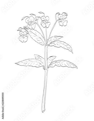Drawing sketch style illustration of Himalayan balsam or Impatiens glandulifera and wild edible plant on isolated background done in black and white line art.